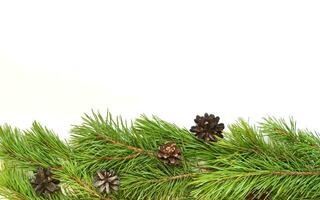 Branch of Christmas tree on white background. photo