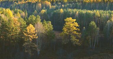 maravilloso otoño paisaje panorama de un escénico bosque foto