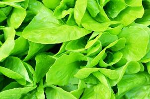 Salad texture. Green lettuce growing in vegetable garden. photo
