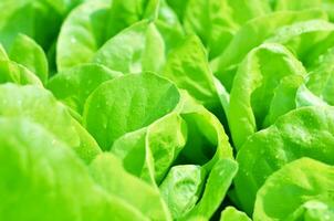 Salad texture. Green lettuce growing in vegetable garden. photo