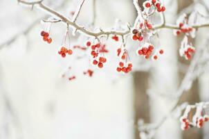 rojo bayas cubierto con nieve. serbal racimos en Nevado árbol. Navidad o nuevo año concepto. foto