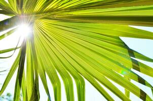 Close up of palm tree.Background image is filled with fronds from tropical Fan Palm. photo
