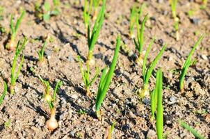 Young onions growing in rows in soil. photo
