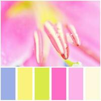 A close up of the flower lily and palette of colors. Colour swatches. photo