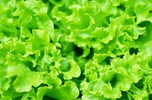 Salad texture. Green lettuce growing in vegetable garden. photo