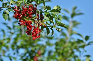 racimo de un rojo pájaro Cereza en un árbol rama foto