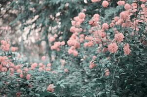 Beautiful flowers made with color filters. Flower garden. - Image photo