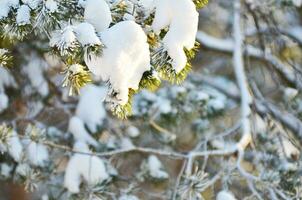 winter background fresh fir tree branches covered with snow. photo