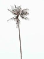 One small palm tree against the sky. - Image photo