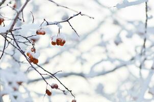 Red berries covered with snow. Rowan bunches on snowy tree. Christmas or new year concept. photo