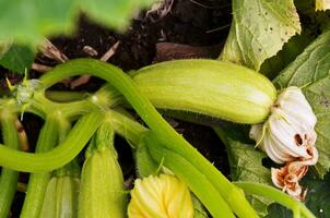 Close up of fresh zucchini with flowers photo