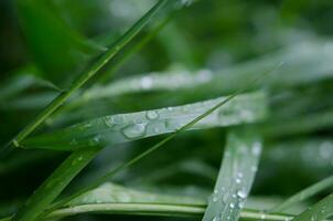 Water drops on the green grass. Macro photography. - Image photo