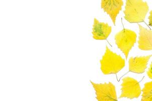 Yellow autumn leaves isolated on white. Copy space. Top view. - Image photo