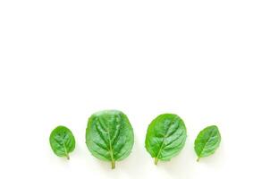 Top view of mint herbs on white background. Minimal raw herb concept design. - Image photo