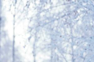 Winter blurred background of trees and snow. photo