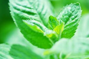 Fresco menta hoja antecedentes de cerca. hierba hojas en jardín. foto