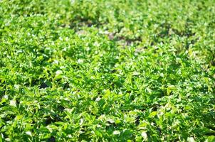 Young potato plant growing on the soil.Potato bush in the garden. Healthy young potato plant in organic garden. photo