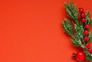 Spruce branches on a red background. photo