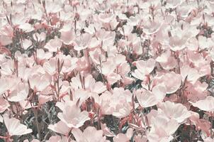 Beautiful flowers made with filters. Flower garden. - Image photo