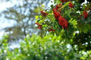 Rowan berries, Mountain ash tree with ripe berry photo