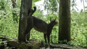 Cute domestic cat in the garden. Selective focus. Portrait of a wild cat in a natural environment. Sitting, standing, close up. photo