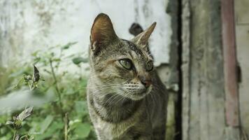 Cute domestic cat in the garden. Selective focus. Portrait of a wild cat in a natural environment. Sitting, standing, close up. photo