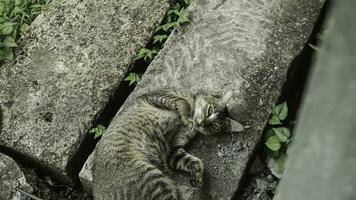 linda Doméstico gato en el jardín. selectivo enfocar. retrato de un salvaje gato en un natural ambiente. sesión, de pie, cerca arriba. foto