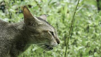 linda Doméstico gato en el jardín. selectivo enfocar. retrato de un salvaje gato en un natural ambiente. sesión, de pie, cerca arriba. foto