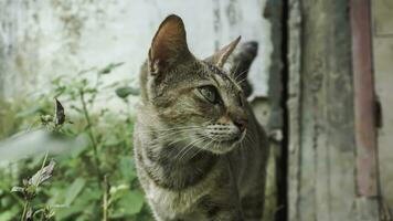 Cute domestic cat in the garden. Selective focus. Portrait of a wild cat in a natural environment. Sitting, standing, close up. photo