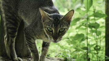 linda Doméstico gato en el jardín. selectivo enfocar. retrato de un salvaje gato en un natural ambiente. sesión, de pie, cerca arriba. foto