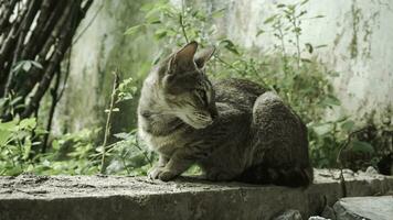 linda Doméstico gato en el jardín. selectivo enfocar. retrato de un salvaje gato en un natural ambiente. sesión, de pie, cerca arriba. foto