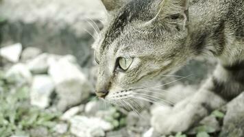 linda Doméstico gato en el jardín. selectivo enfocar. retrato de un salvaje gato en un natural ambiente. sesión, de pie, cerca arriba. foto