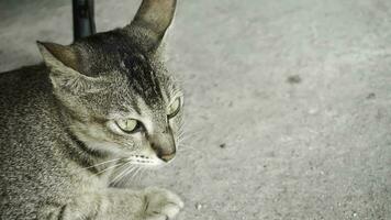 linda Doméstico gato en el jardín. selectivo enfocar. retrato de un salvaje gato en un natural ambiente. sesión, de pie, cerca arriba. foto