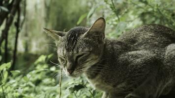 Cute domestic cat in the garden. Selective focus. Portrait of a wild cat in a natural environment. Sitting, standing, close up. photo