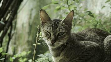 Cute domestic cat in the garden. Selective focus. Portrait of a wild cat in a natural environment. Sitting, standing, close up. photo