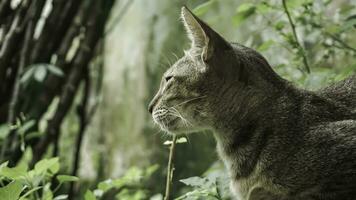 linda Doméstico gato en el jardín. selectivo enfocar. retrato de un salvaje gato en un natural ambiente. sesión, de pie, cerca arriba. foto