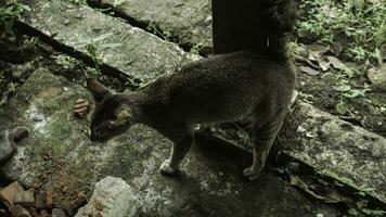 linda Doméstico gato en el jardín. selectivo enfocar. retrato de un salvaje gato en un natural ambiente. sesión, de pie, cerca arriba. foto