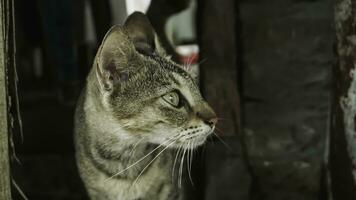 linda Doméstico gato en el jardín. selectivo enfocar. retrato de un salvaje gato en un natural ambiente. sesión, de pie, cerca arriba. foto