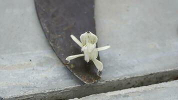 Mantis grasshopper on an iron sickle with a tile floor background. photo