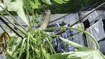 Papaya tree falls onto children's clothes drying in the sun against a blue sky background, Indonesia. photo