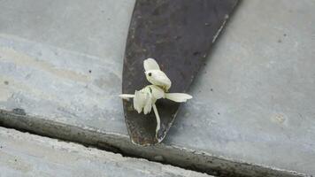 Mantis grasshopper on an iron sickle with a tile floor background. photo