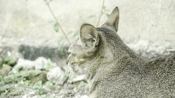 Cute domestic cat in the garden. Selective focus. Portrait of a wild cat in a natural environment. Sitting, standing, close up. photo