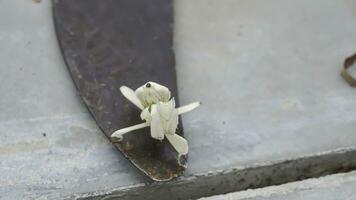 Mantis grasshopper on an iron sickle with a tile floor background. photo