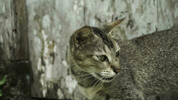 linda Doméstico gato en el jardín. selectivo enfocar. retrato de un salvaje gato en un natural ambiente. sesión, de pie, cerca arriba. foto