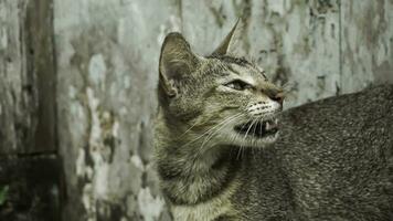 Cute domestic cat in the garden. Selective focus. Portrait of a wild cat in a natural environment. Sitting, standing, close up. photo