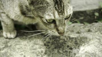 Cute domestic cat in the garden. Selective focus. Portrait of a wild cat in a natural environment. Sitting, standing, close up. photo