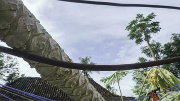 Papaya tree falls onto children's clothes drying in the sun against a blue sky background, Indonesia. photo