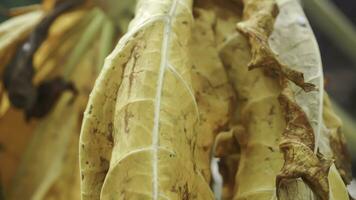 Close up of yellow leaves of papaya plan, Indonesia. Selective focus. photo