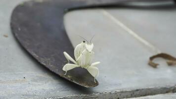 Mantis grasshopper on an iron sickle with a tile floor background. photo