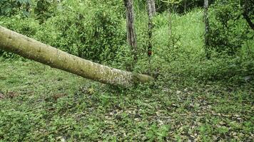 Papaya trees fall from their trees in Indonesian forests. photo